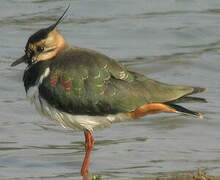 Northern Lapwing