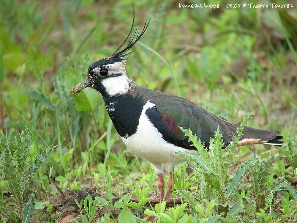 Northern Lapwing