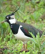 Northern Lapwing