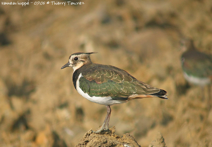 Northern Lapwing