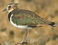 Northern Lapwing