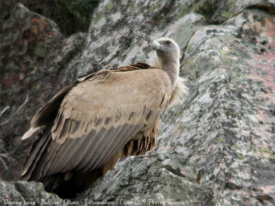 Griffon Vulture