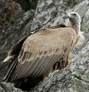 Griffon Vulture