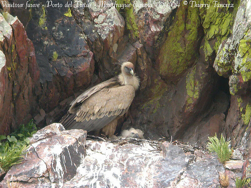 Griffon Vulture