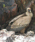 Griffon Vulture