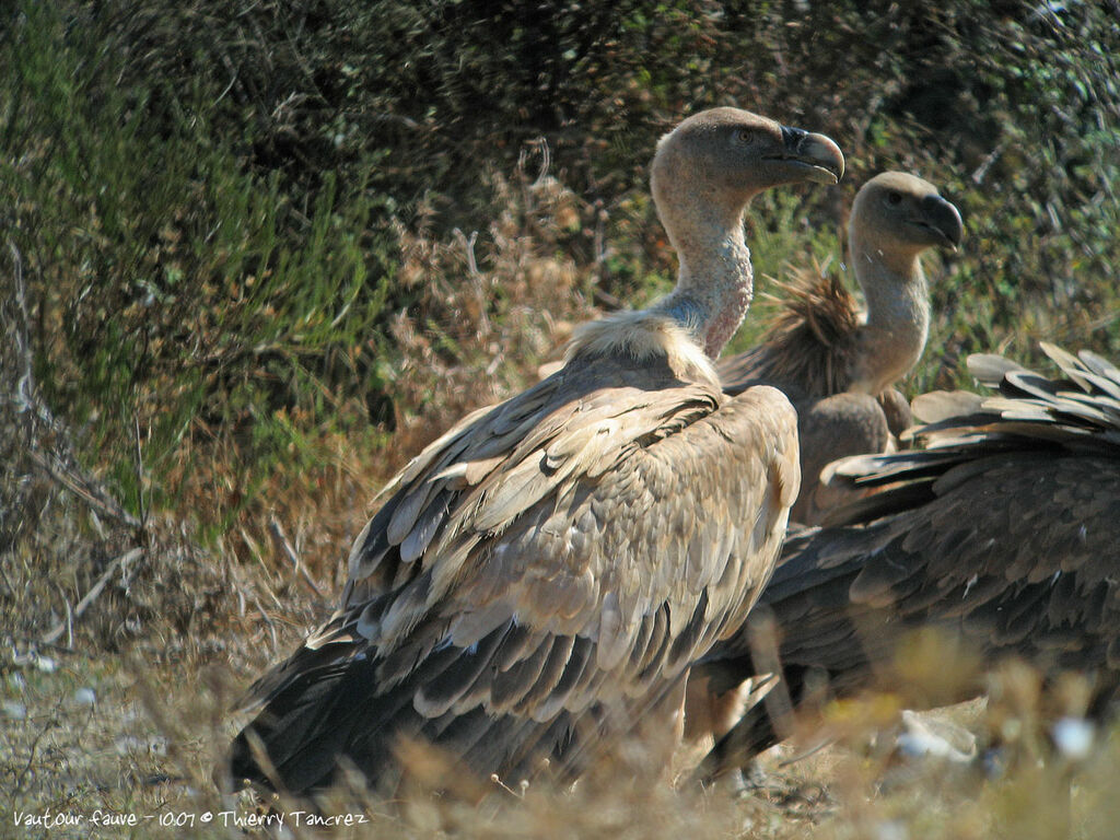 Griffon Vulture