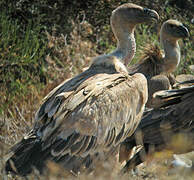 Griffon Vulture