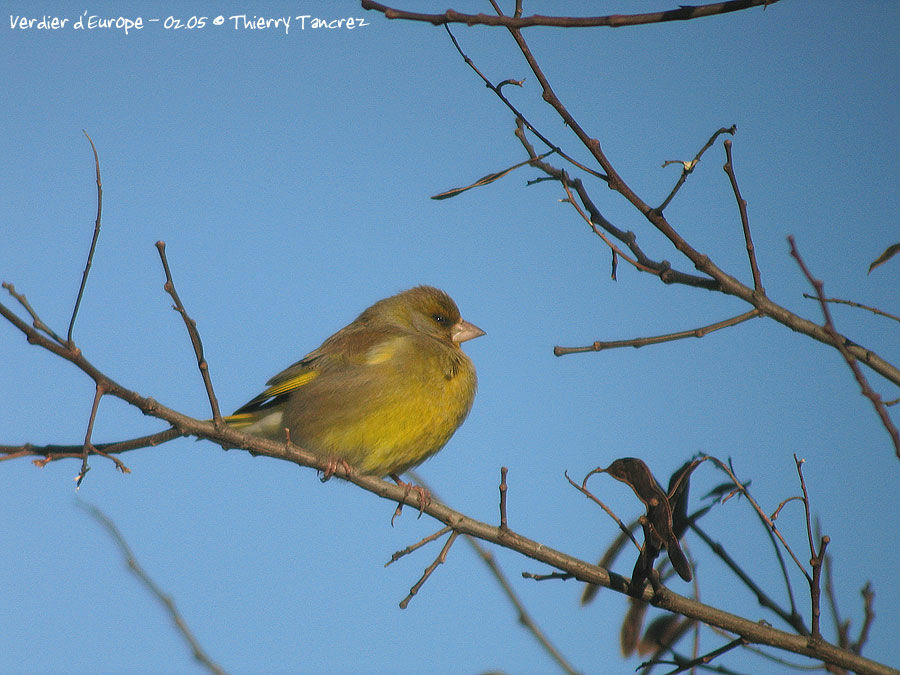 European Greenfinch