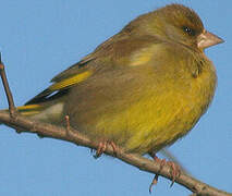 European Greenfinch