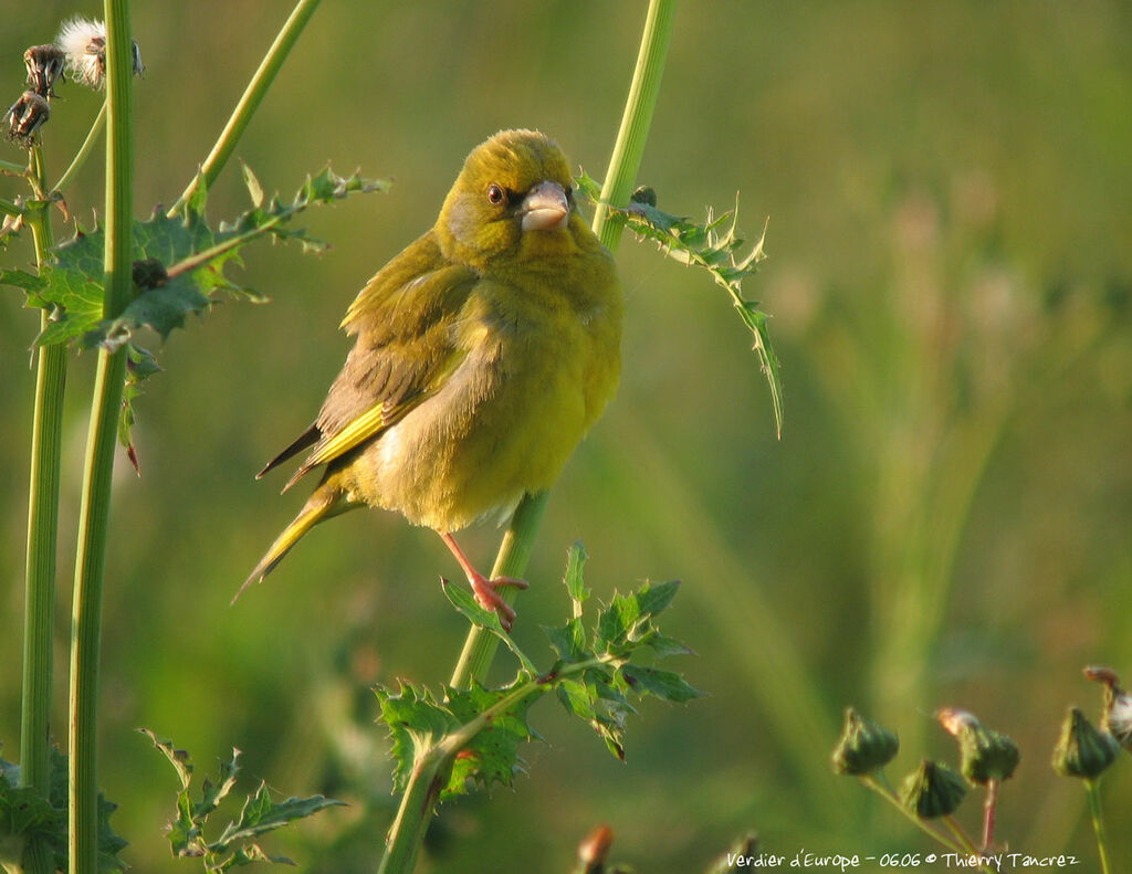 European Greenfinch