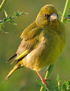 European Greenfinch