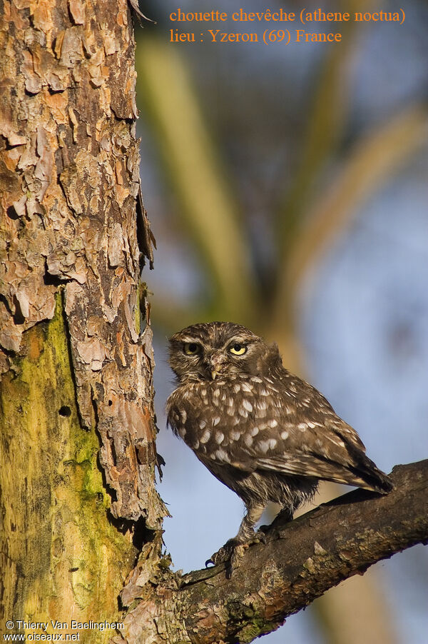 Little Owl