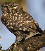 Little Owl