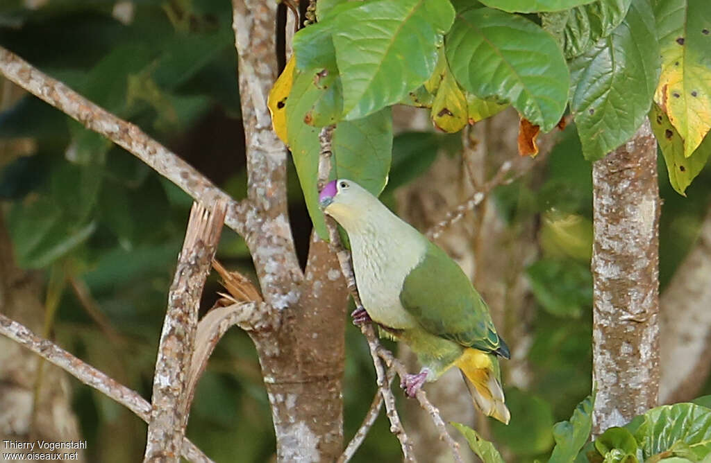 Crimson-crowned Fruit Doveadult, identification