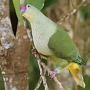 Crimson-crowned Fruit Dove