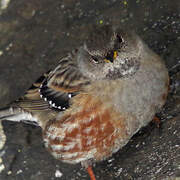 Alpine Accentor