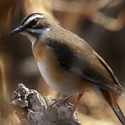 Bearded Scrub Robin