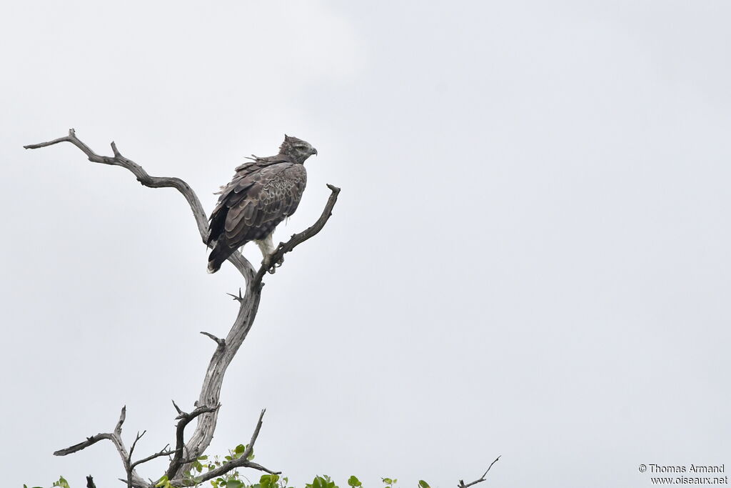 Martial Eagle