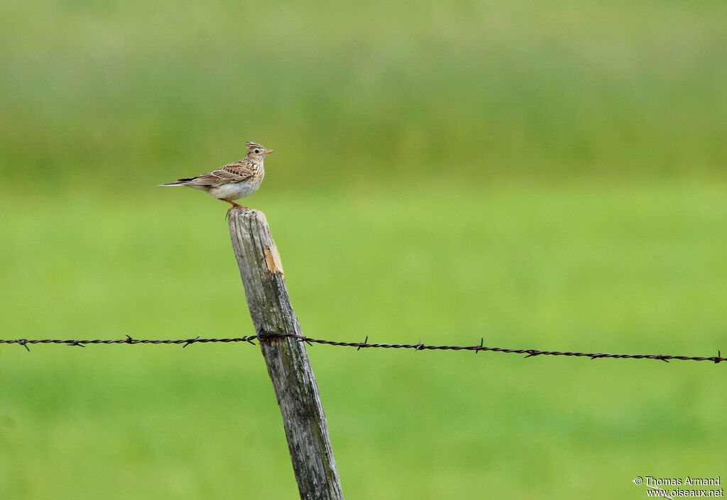 Eurasian Skylark