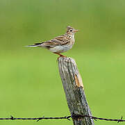 Eurasian Skylark