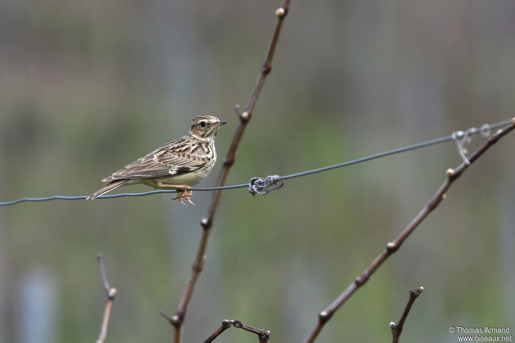 Woodlark male adult