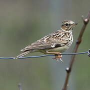 Woodlark