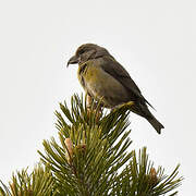 Red Crossbill