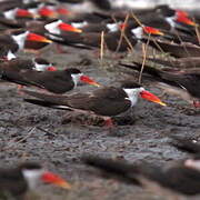 African Skimmer