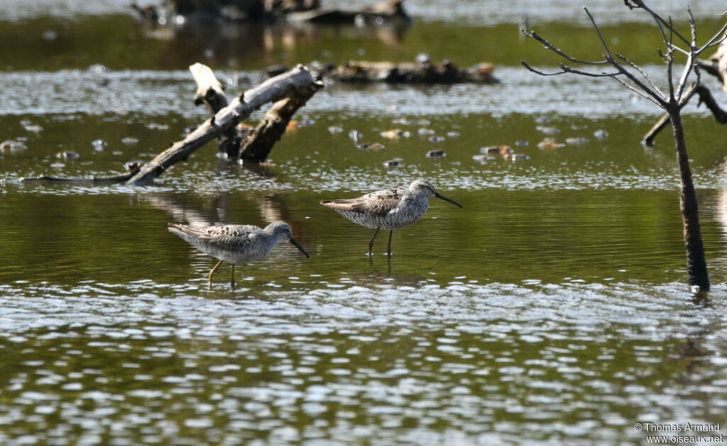 Stilt Sandpiper