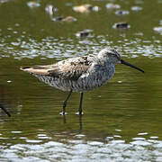 Stilt Sandpiper