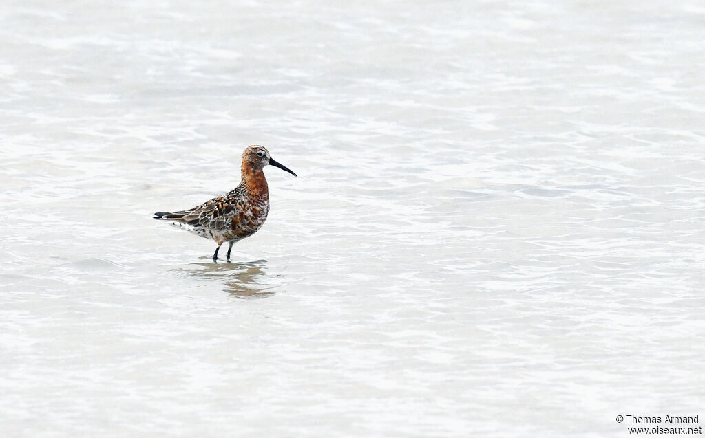 Curlew Sandpiper