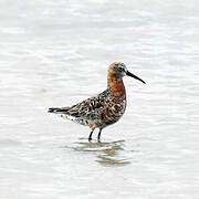 Curlew Sandpiper