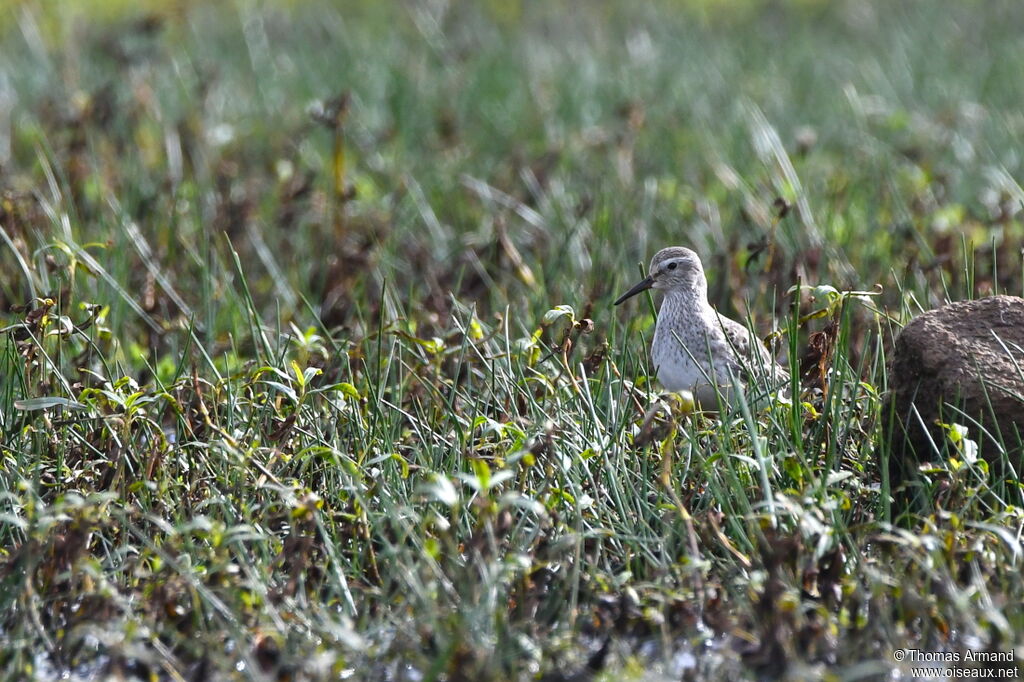 White-rumped Sandpiper