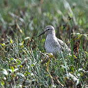 White-rumped Sandpiper