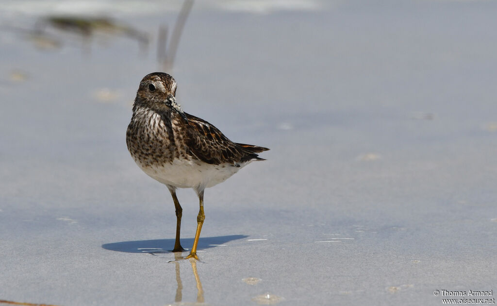 Least Sandpiper