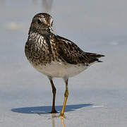 Least Sandpiper