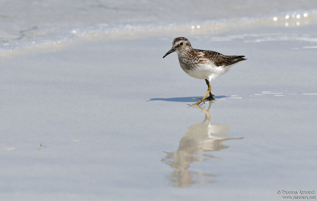 Least Sandpiper