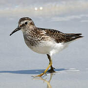 Least Sandpiper