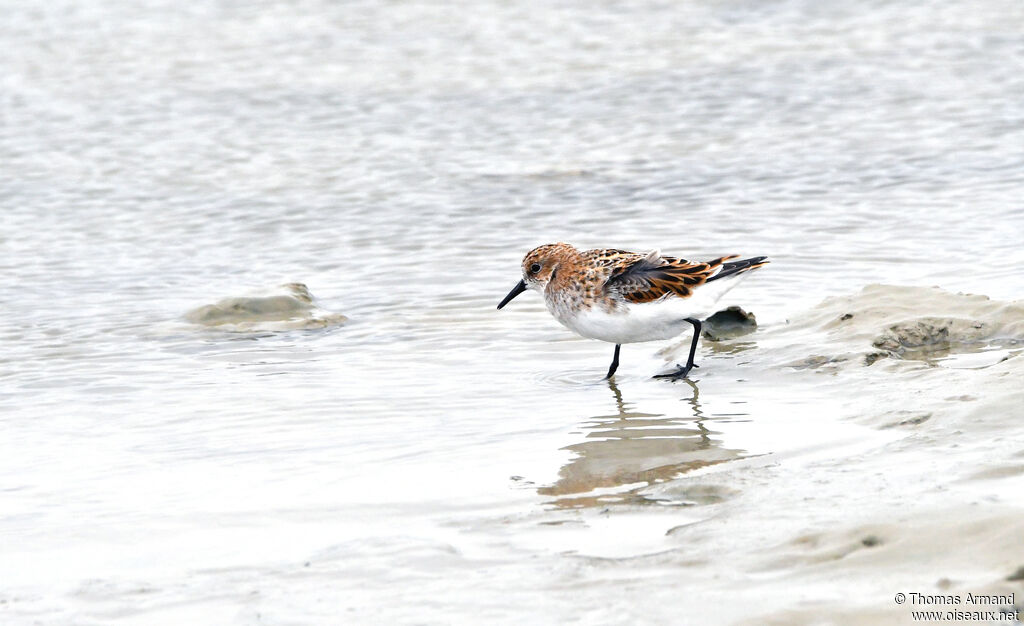 Little Stint