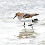 Little Stint