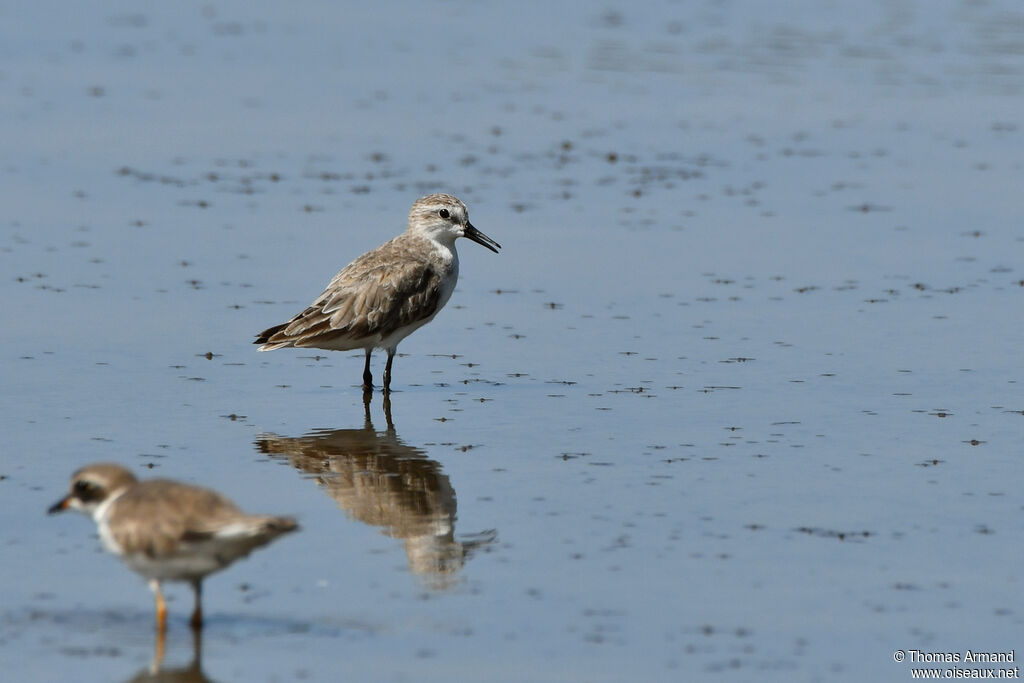 Semipalmated Sandpiper