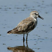 Semipalmated Sandpiper