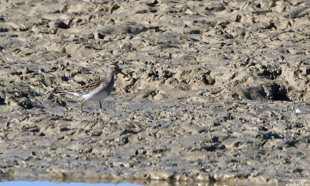 Pectoral Sandpiper