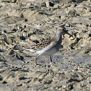 Pectoral Sandpiper