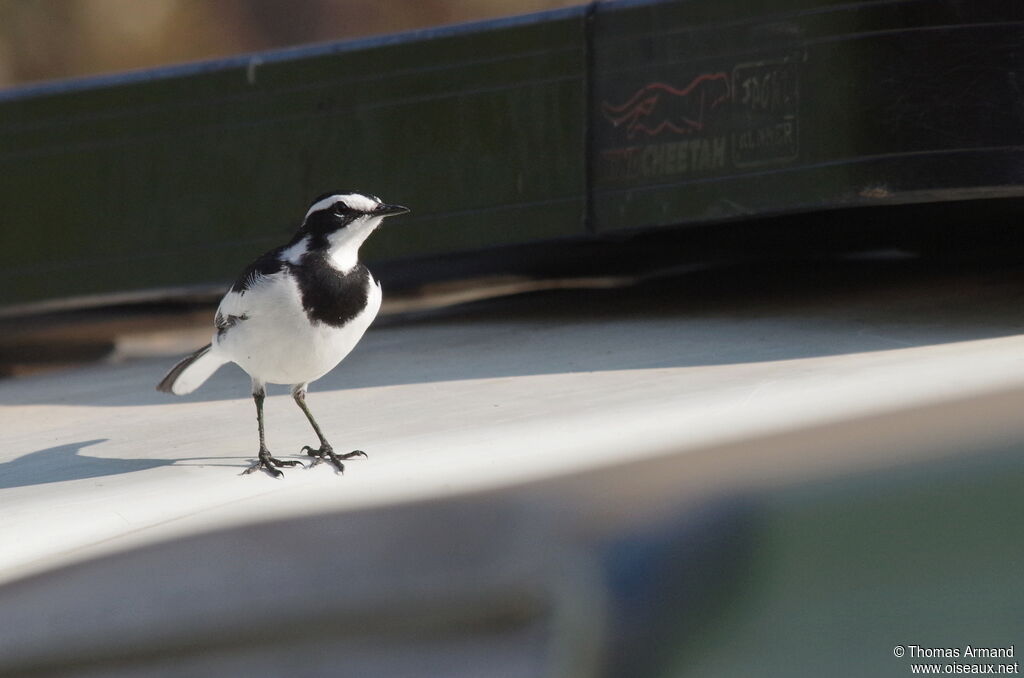 African Pied Wagtailadult