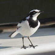 African Pied Wagtail