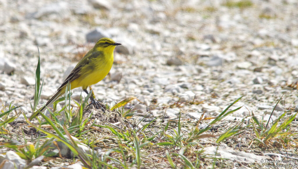 Western Yellow Wagtail