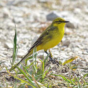 Western Yellow Wagtail