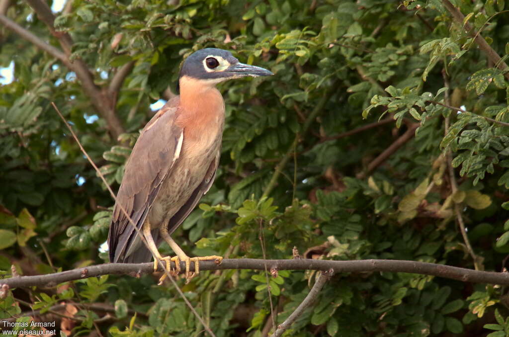 White-backed Night Heronadult, identification