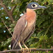 White-backed Night Heron